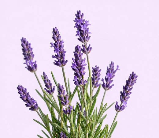 Lavender Oil