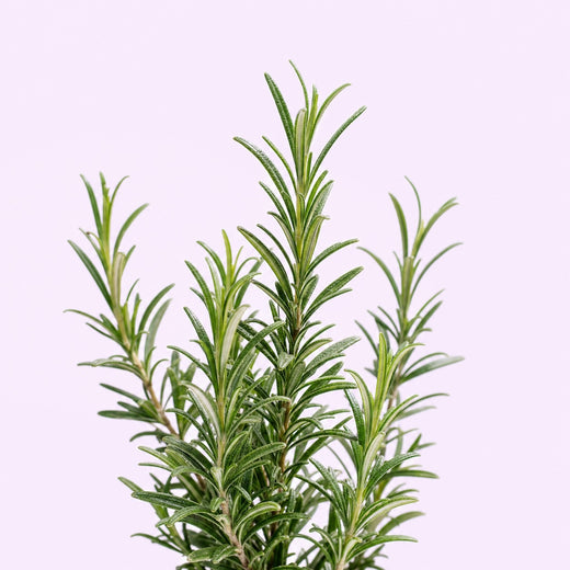 Rosemary